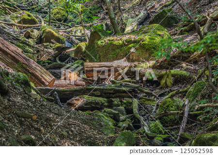 春日山原始森林 奈良市 125052598