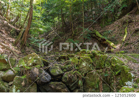 春日山原始森林 奈良市 125052600