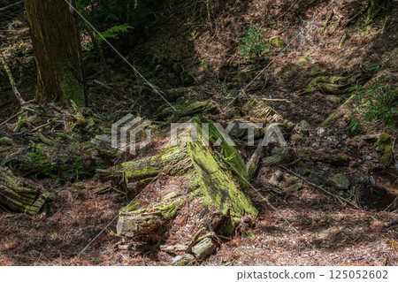 春日山原始森林大樹樁 奈良市 125052602