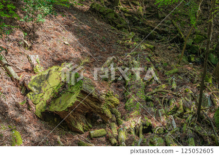 Kasugayama Primeval Forest, Large Tree Stump, Nara City 125052605