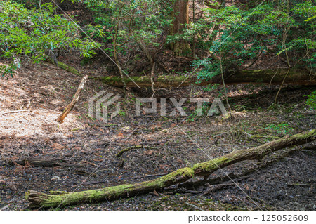 春日山原始森林 奈良市 125052609