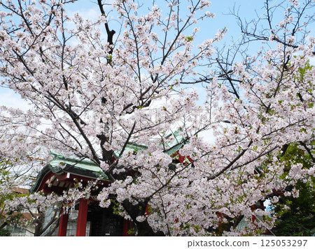 A shrine surrounded by cherry blossoms | Susaki Shrine 125053297