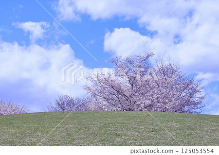 根岸森林公園櫻花盛開 125053554