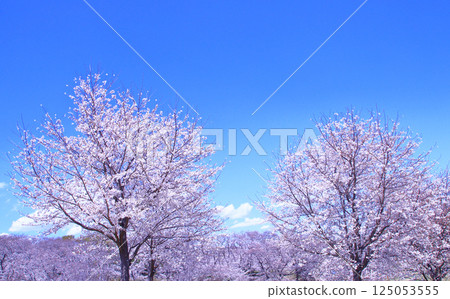 根岸森林公園櫻花盛開 根岸森林公園櫻花盛開 125053555