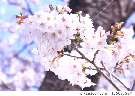 根岸森林公園櫻花盛開 125053557