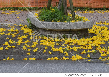 人行道上落下的喇叭花 人行道上落下的喇叭花 125053560