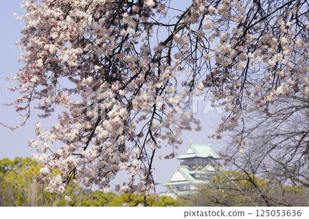 A distant view of the Osaka Castle tower and autumn leaves shining against the blue spring sky A distant view of the Osaka Castle tower and autumn leaves shining against the blue spring sky 125053636