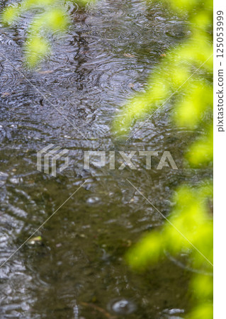 Rain ripples spreading across the pond in the park 125053999