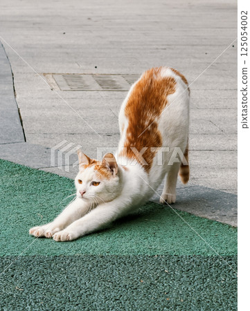 A playful cat with orange and white fur is stretching its body on a vibrant green surface. A playful cat with orange and white fur is stretching its body on a vibrant green surface. 125054002
