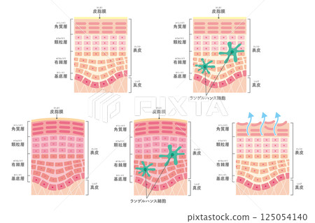 皮膚橫截面集（帶名稱） 125054140