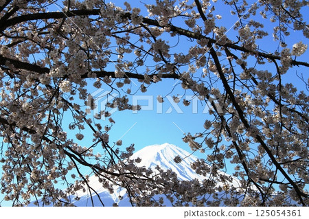 Mount Fuji behind the cherry blossoms 125054361