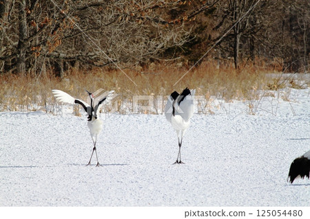 Red-crowned crane beloved 125054480