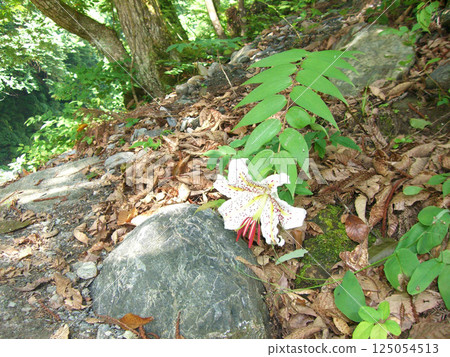 Yamayuri, Chichibu scenery Yamayuri, Chichibu scenery 125054513