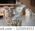 Hamster in a sunflower seed jar 125054553