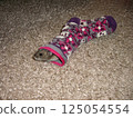 Hamster hiding in a sock 125054554
