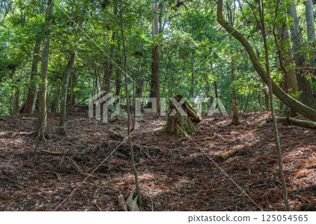 春日山原始森林 奈良市 125054565