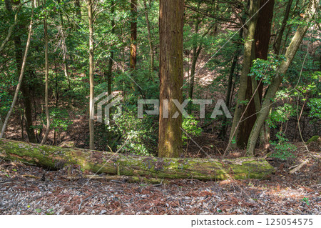 Kasugayama Primeval Forest, Nara City Kasugayama Primeval Forest, Nara City 125054575