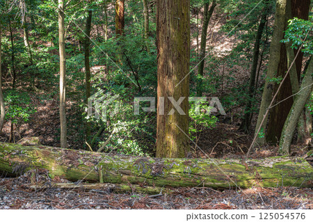 Kasugayama Primeval Forest, Nara City Kasugayama Primeval Forest, Nara City 125054576