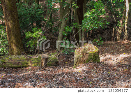 春日山原始森林 奈良市 125054577