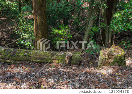 Kasugayama Primeval Forest, Nara City 125054578