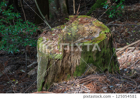Kasugayama Primeval Forest, Decayed stump, Nara City Kasugayama Primeval Forest, Decayed stump, Nara City 125054581