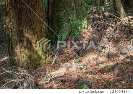 Kasugayama Primeval Forest, Nara City 125054584