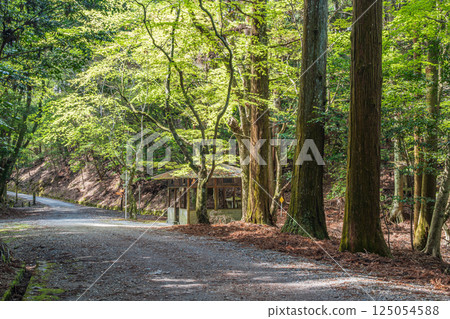 奈良市春日山原始森林的健行路線 奈良市春日山原始森林的健行路線 125054588