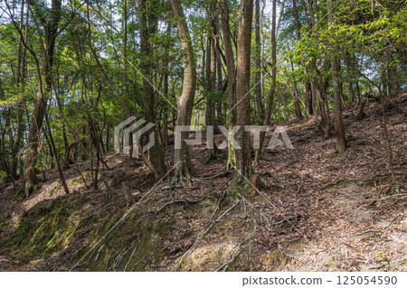 Kasugayama Primeval Forest, Nara City Kasugayama Primeval Forest, Nara City 125054590