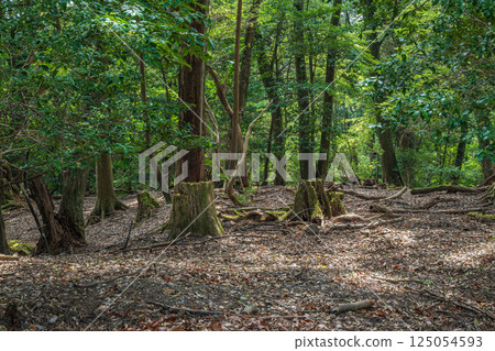 春日山原始森林 奈良市 125054593
