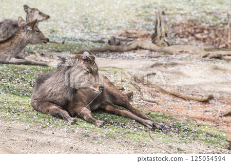奈良市若草山頂上的雄鹿 125054594