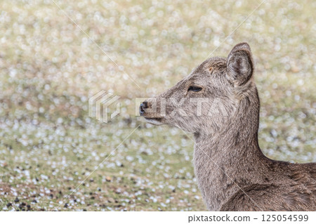 Female deer on top of Mount Wakakusa, Nara City 125054599