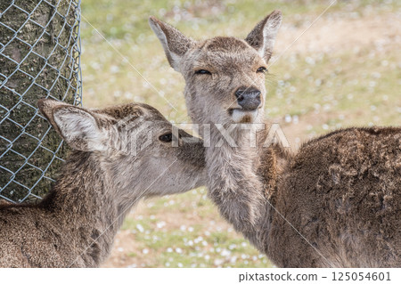 Grooming deer (female) on top of Mount Wakakusa, Nara City 125054601