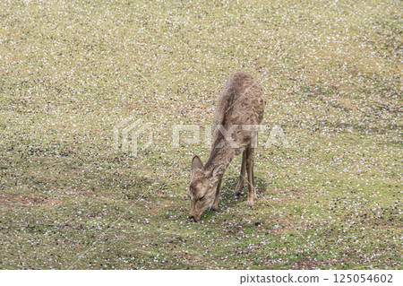 Female deer on top of Mount Wakakusa, Nara City 125054602