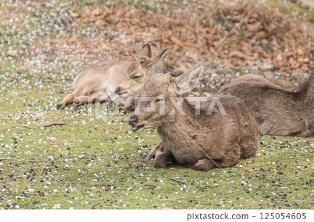奈良市若草山頂上的母鹿 125054605