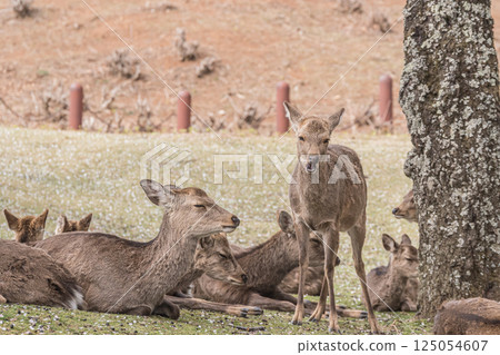 奈良市若草山頂上的母鹿 125054607