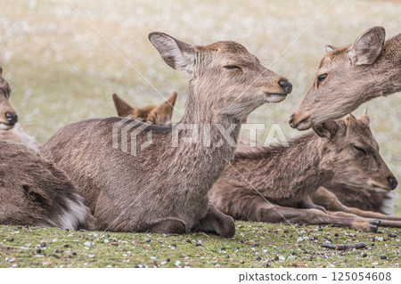 奈良市若草山頂上的母鹿 125054608