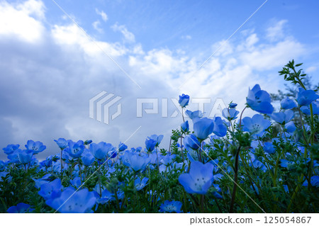 Blue sky and nemophila flowers Blue sky and nemophila flowers 125054867