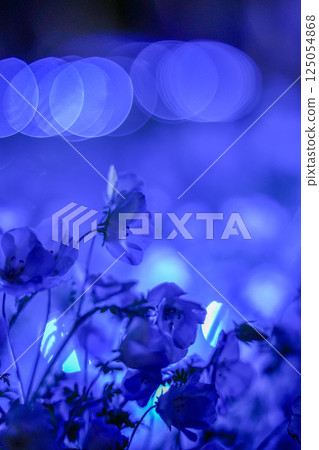 Illuminated Nemophila Illuminated Nemophila 125054868