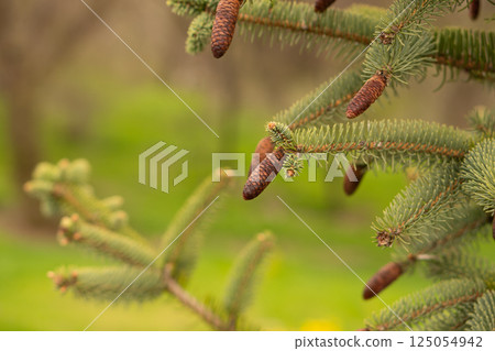Detailed view of pine branches with small brown cones outdoors. 125054942