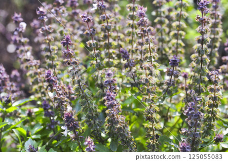 Dark opal basil 125055083