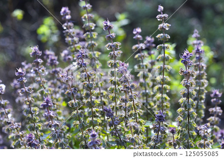 Dark opal basil 125055085