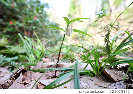 春日陽光下綻放的日本貝母 春日陽光下綻放的日本貝母 125055532