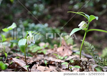 春日陽光下綻放的日本貝母 125055533