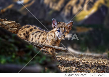 Captivating portrait of a baby cougar exploring its natural habitat in the wild Captivating portrait of a baby cougar exploring its natural habitat in the wild 125055739