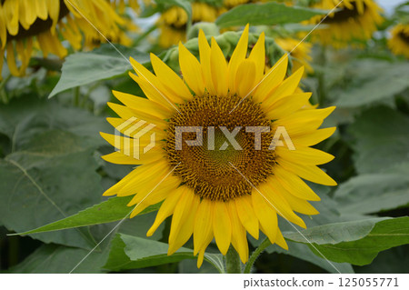 Naka Sunflower Festival 2017-August #29 125055771