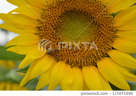 Naka Sunflower Festival 2017-August #34 125055890