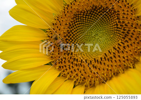 Naka Sunflower Festival 2017-August #37 125055893