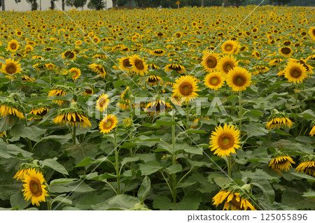 Naka Sunflower Festival 2017-August #40 Naka Sunflower Festival 2017-August #40 125055896