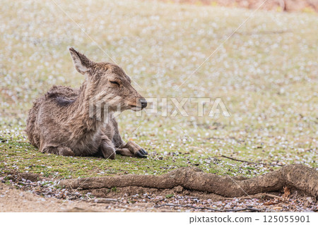 Female deer on top of Mount Wakakusa, Nara City 125055901