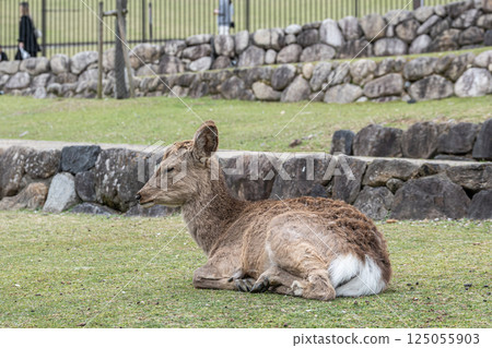 奈良市若草山山腳下的母鹿 奈良市若草山山腳下的母鹿 125055903